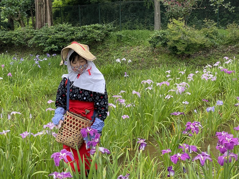 横須賀しょうぶ園　花摘み娘