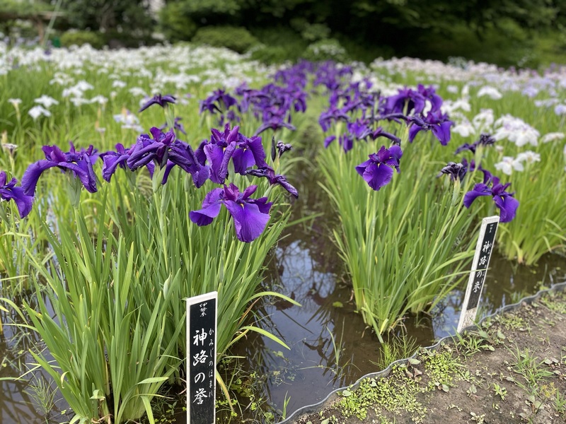横須賀しょうぶ園　紫しょうぶ