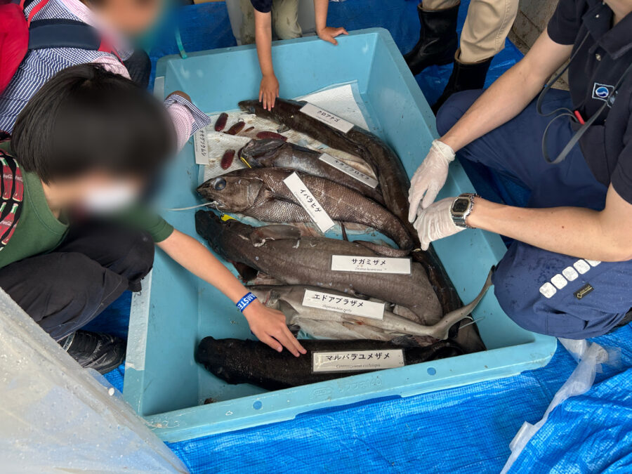JAMSTEC横須賀本部一般公開 深海のトップ・プレデター「ヨコヅナイワシ」 深海魚