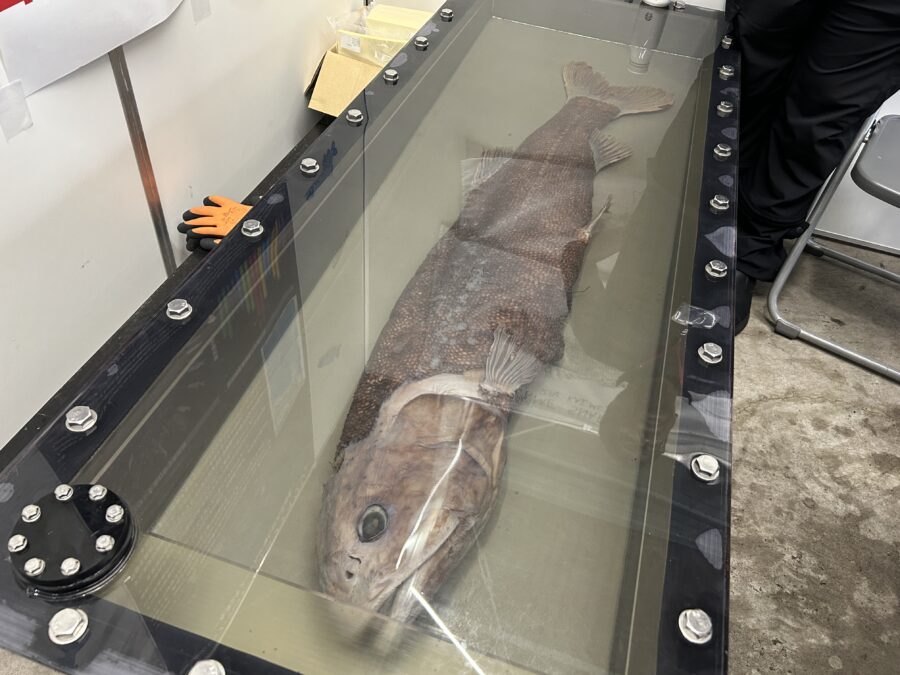 JAMSTEC横須賀本部一般公開 深海のトップ・プレデター「ヨコヅナイワシ」