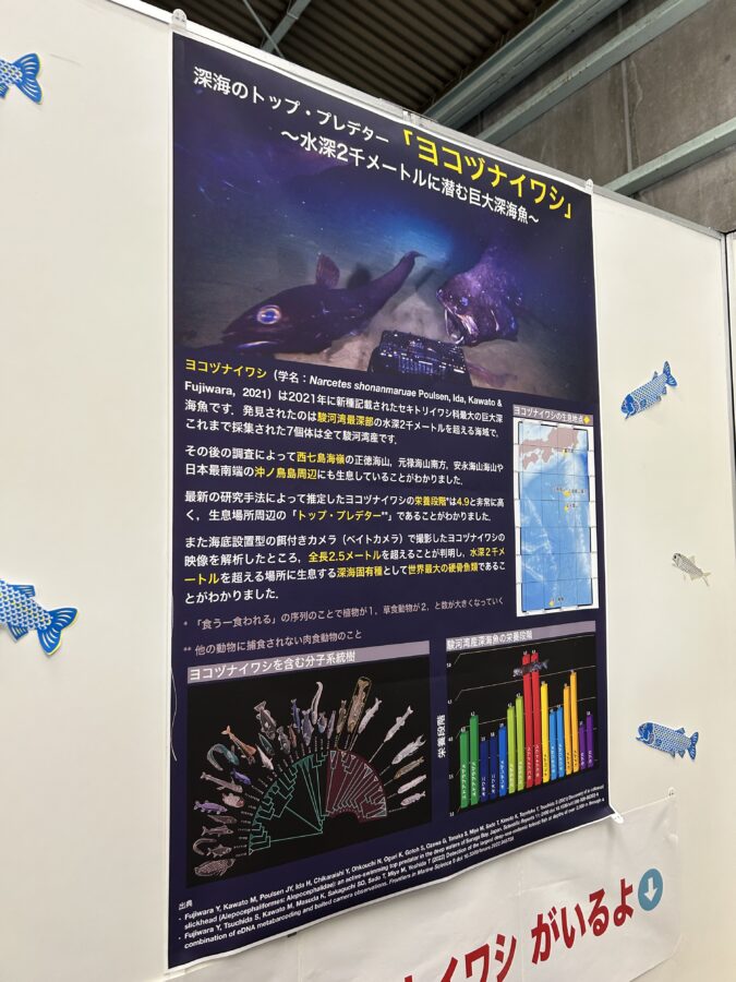 JAMSTEC横須賀本部一般公開 深海のトップ・プレデター「ヨコヅナイワシ」