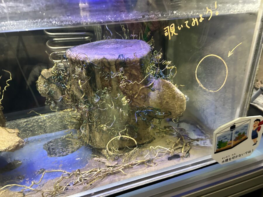 JAMSTEC横須賀本部一般公開 深海生物!潜航調査さわって楽しい研究機構