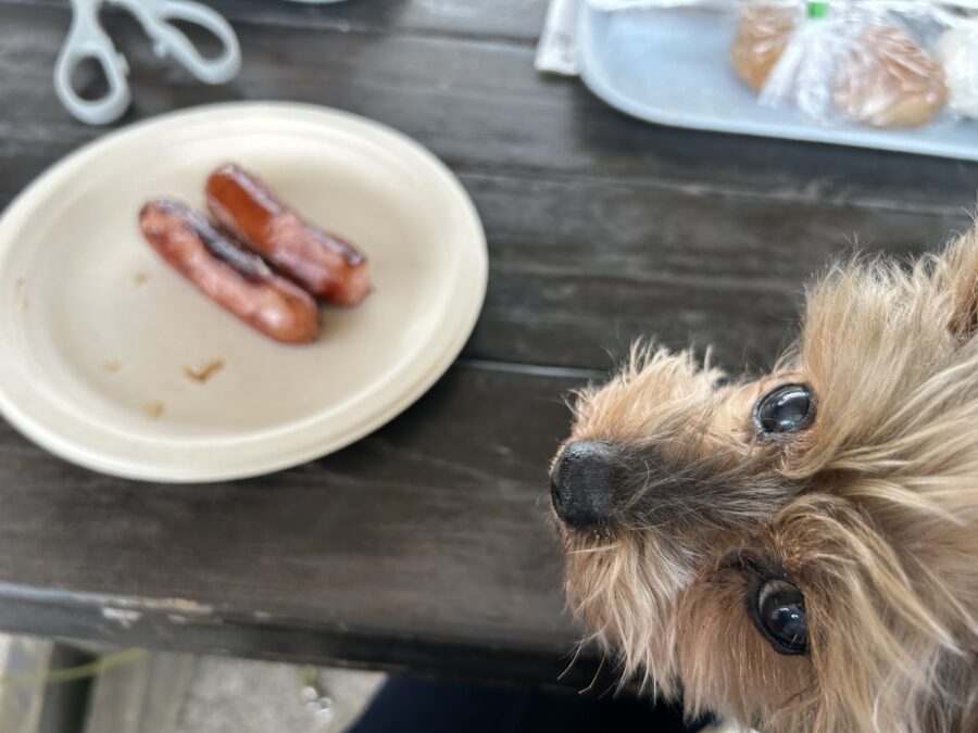 ソーセージと犬